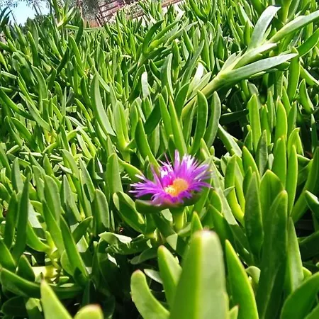 Nafplio Lodge וילה